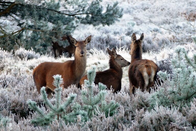 tree nature forest snow winter cute 1205623 pxhere.com